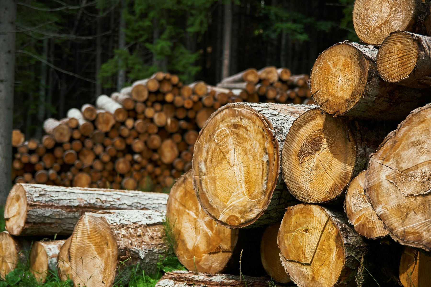 Raw timber logs, the source material for our crates