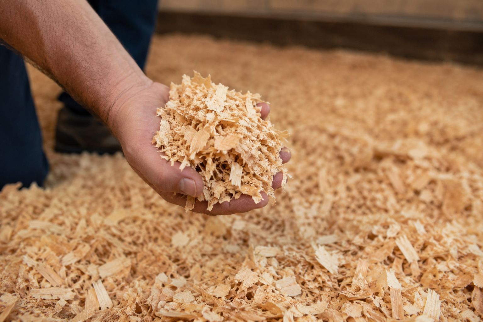 Chip shaped wood shavings